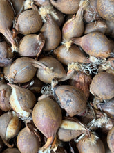 Load image into Gallery viewer, Tulip clusiana &#39;Chrysantha&#39; - 10, 15 or 20 bulbs - Free delivery within the UK