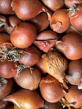 Load image into Gallery viewer, Tulip &#39;Saxatilis&#39; - 10, 15 or 20 bulbs - Free delivery within the UK