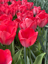 Load image into Gallery viewer, Tulip &#39;Van Eijk&#39; - 10, 15 or 20 bulbs - Free delivery within the UK
