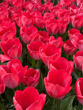 Load image into Gallery viewer, Tulip &#39;Van Eijk&#39; - 10, 15 or 20 bulbs - Free delivery within the UK