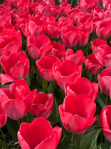 Tulip 'Van Eijk' - 10, 15 or 20 bulbs - Free delivery within the UK