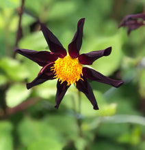 Load image into Gallery viewer, Dahlia 'Honka Black' star flowered - 1, 3 or 5 tubers - Free delivery within the UK