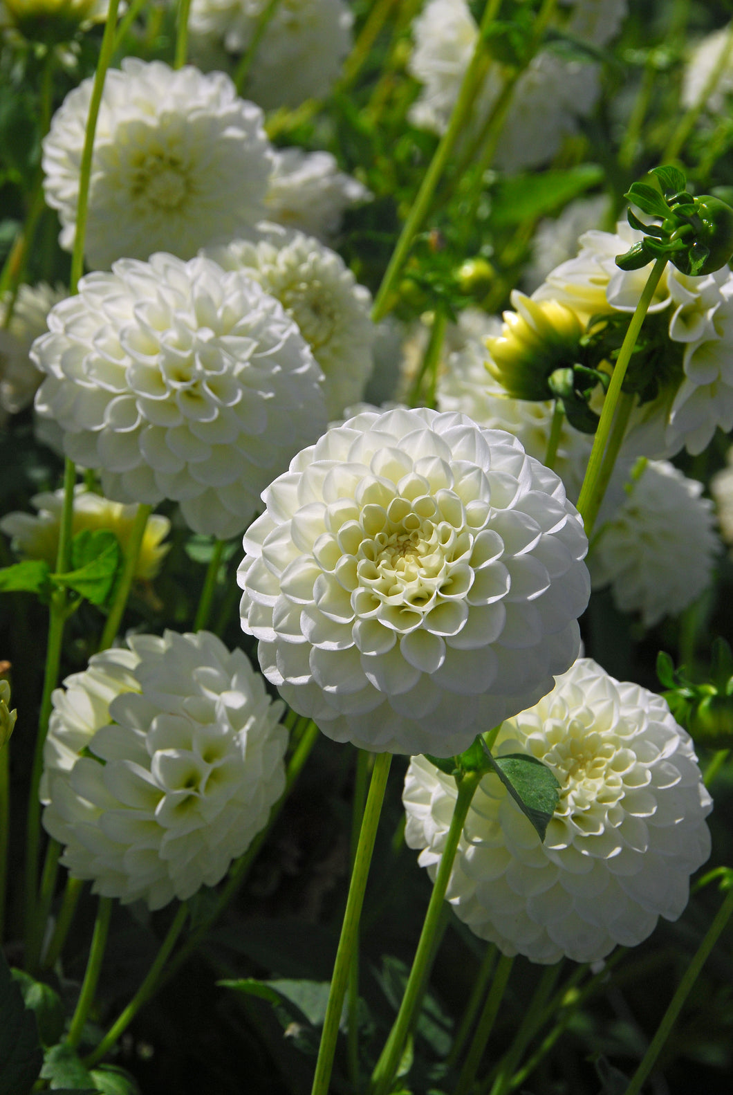 Dahlia 'White Aster' pompom flowered - 3 tubers - Free delivery within the UK