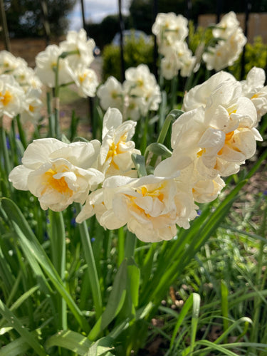 Daffodil 'White Cheerfulness' - 5, 10 or 30 bulbs - Free delivery within the UK