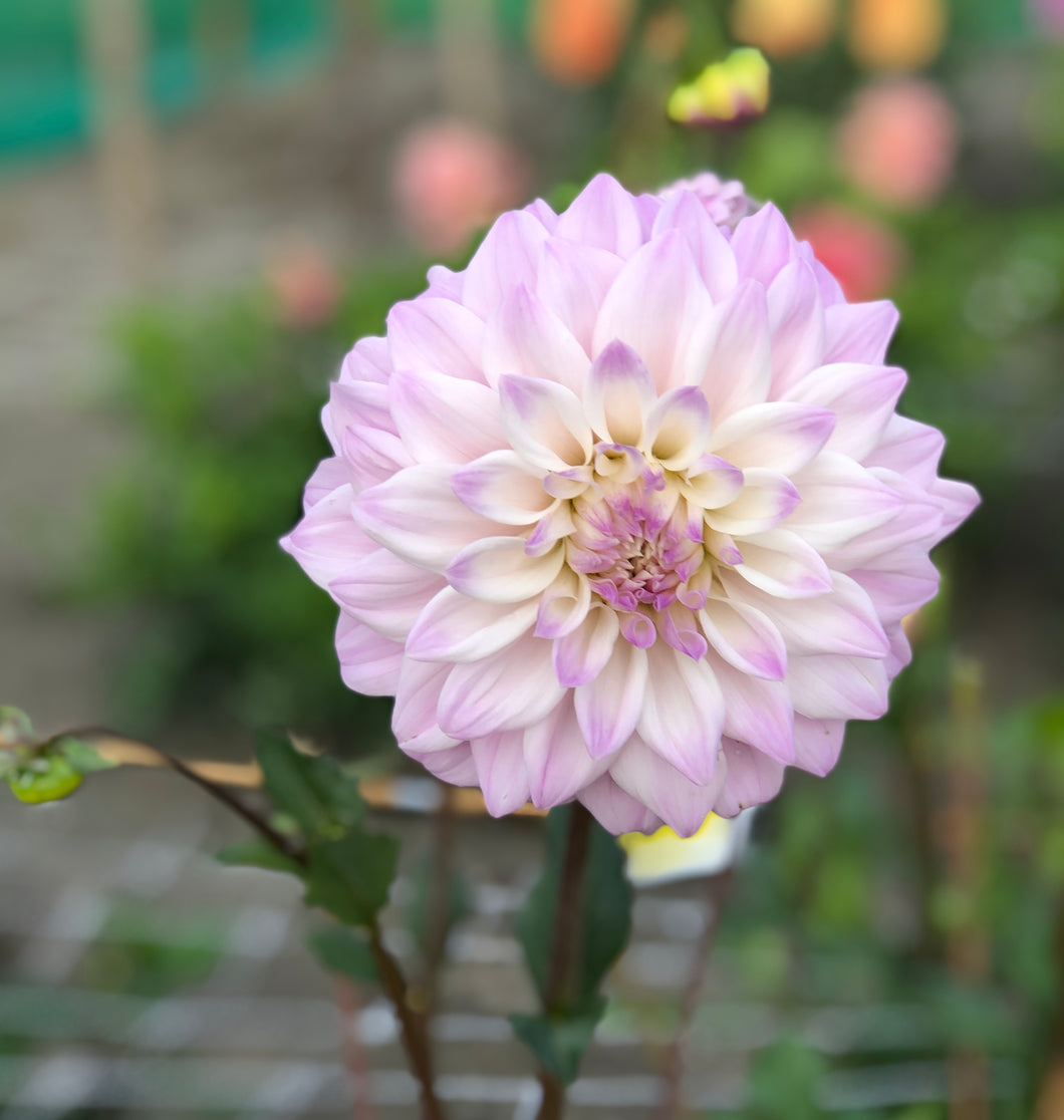 Dahlia 'Who Me?' decorative large flowered - 3 tubers - Free delivery within the UK