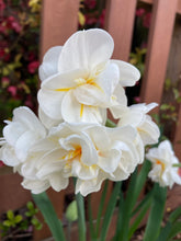 Load image into Gallery viewer, Daffodil &#39;Sir Winston Churchill&#39; 10, 20 or 30 bulbs - Free delivery within the UK