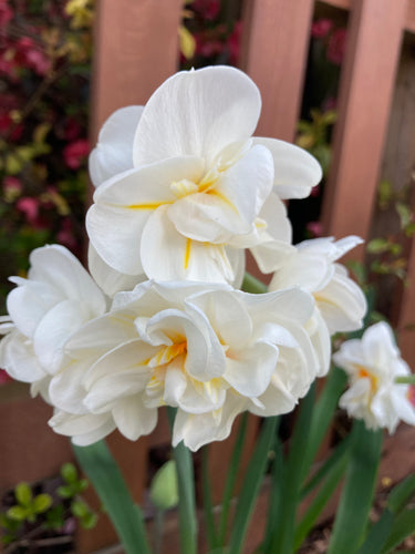 Daffodil 'Sir Winston Churchill' 10, 20 or 30 bulbs - Free delivery within the UK