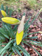 Load image into Gallery viewer, Daffodil Bulbs 'Yellow Trumpet' 1kg or 1.5kg - Free delivery within the UK