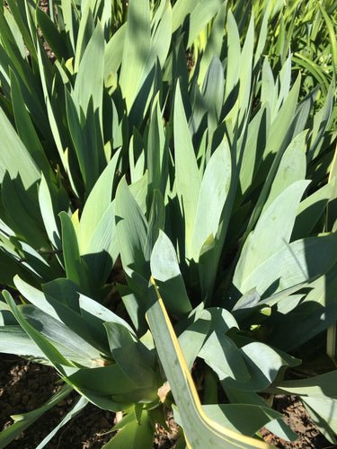 Orange Bearded Iris (Iris germanica) - 1 or 3 rhizomes - Free delivery within the UK