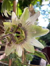 Load image into Gallery viewer, Established White Passion Flower (Passiflora caerulea ‘Constance Elliot’) in a 2 litre Pot - Free delivery within the UK