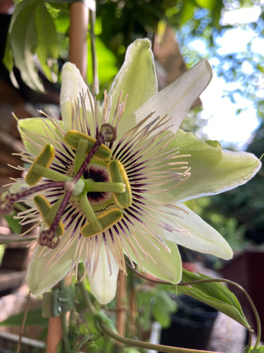 Established White Passion Flower (Passiflora caerulea ‘Constance Elliot’) in a 2 litre Pot - Free delivery within the UK