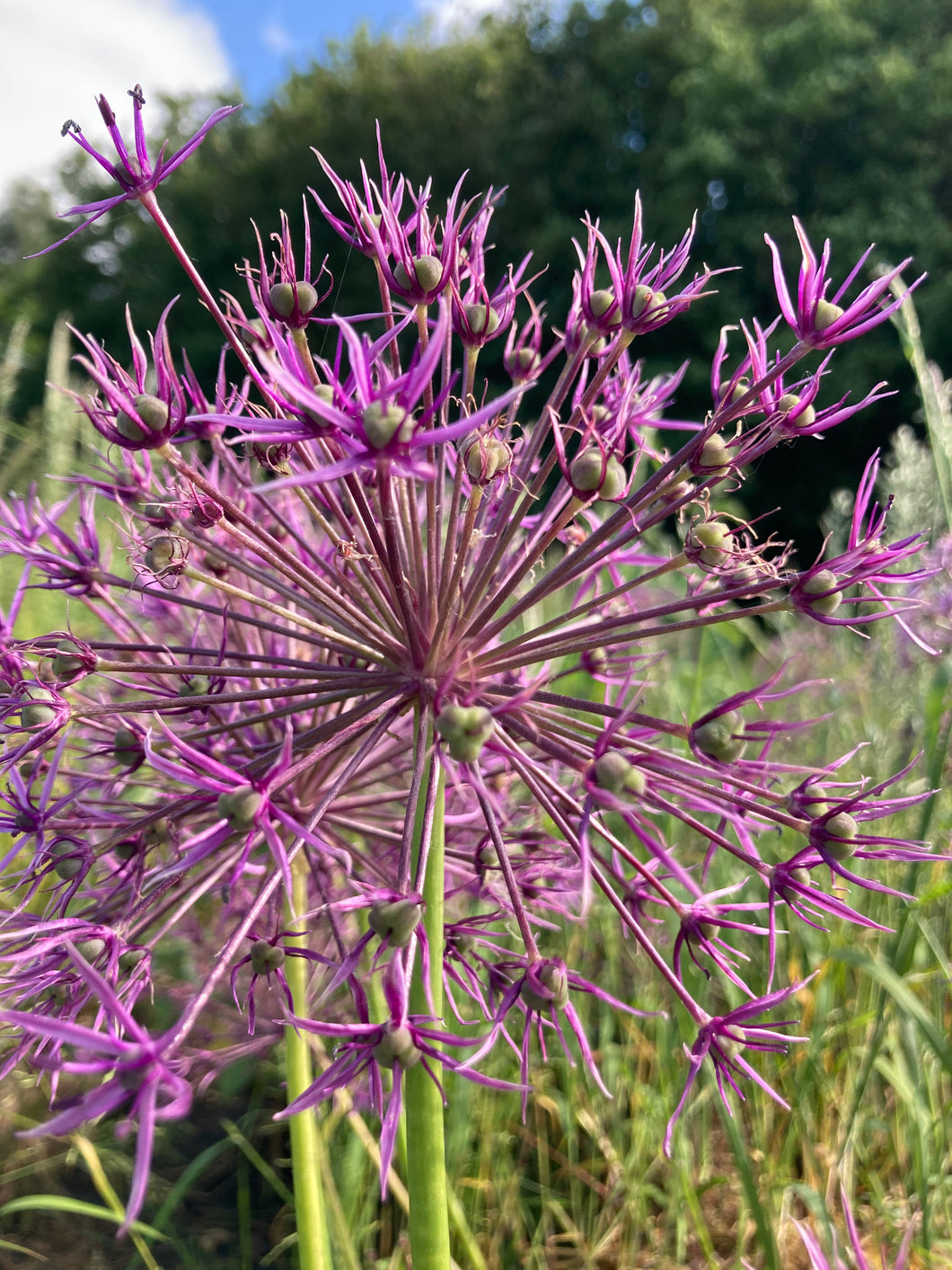 Ornamental Allium 'Purple Rain' - 3 or 5 bulbs - Free delivery within the UK