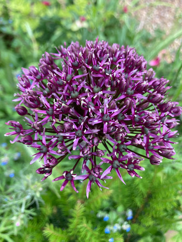 Ornamental Allium Large Purple Headed (Allium atropurpureum) - 1, 2, 3 or 5 bulbs - Free delivery within the UK