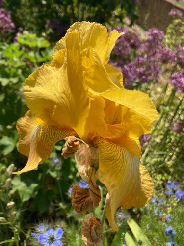 Yellow Bearded Iris (Iris germanica) - 1 or 3 rhizomes - Free delivery within the UK