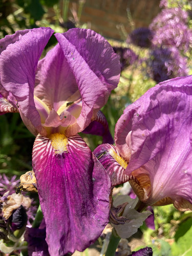 Pink Bearded Iris (Iris germanica) - 1, 3 or 5 rhizomes - Free delivery within the UK