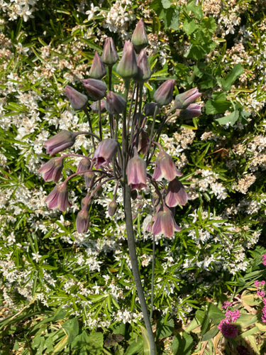 Ornamental Allium Bulgaricum nectaroscordum - 3 or 5 bulbs - Free delivery within the UK