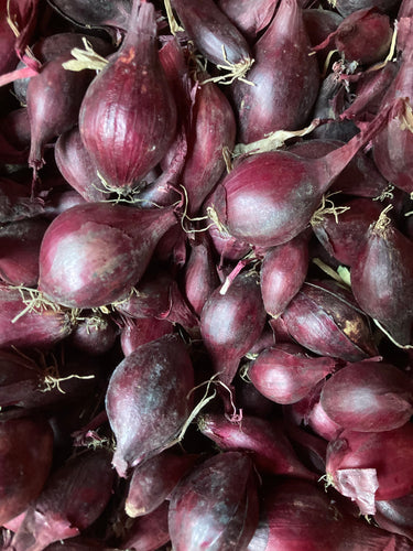 Overwintering Onion sets (Red) 180g, 500g, 1kg or 5kg - Free delivery within the UK