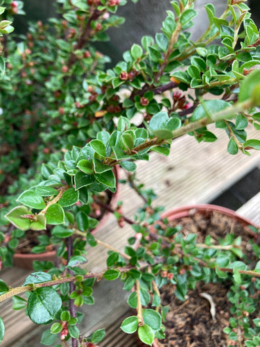 Cotoneaster horizontalis - 1, 2 or 3 plants in 9cm pots - Free delivery within the UK