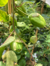 Load image into Gallery viewer, Established White Passion Flower (Passiflora caerulea ‘Constance Elliot’) in a 2 litre Pot - Free delivery within the UK