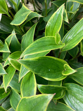 Load image into Gallery viewer, Toad Lily or Tricyrtis formosana 'Gilt Edge' - 1, 2 or 3 bare root - Free delivery within the UK