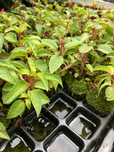 Load image into Gallery viewer, Hardy Fuschia 'Tom Thumb' 3, 5 or 6 plugs 5cm size