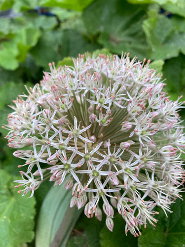 Ornamental Allium karataviense - 1, 2, 3 or 5 bulbs - Free delivery within the UK