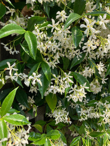 Trachelospermum jasminoides 'Star of Toscana' or Star Jasmine 1, 2 or 3 plants in 9cm pots - Free delivery within the UK