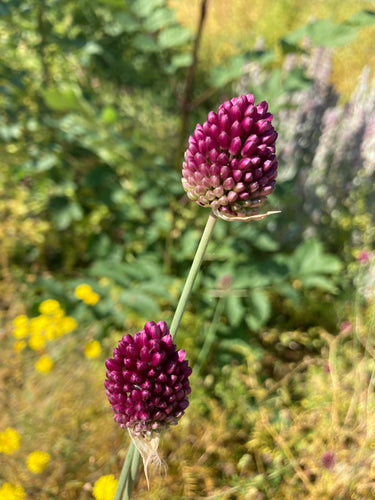 Ornamental Allium 'Round-Headed Garlic' (Allium sphaerochepalum) - 5, 20 or 20 bulbs - Free delivery within the UK