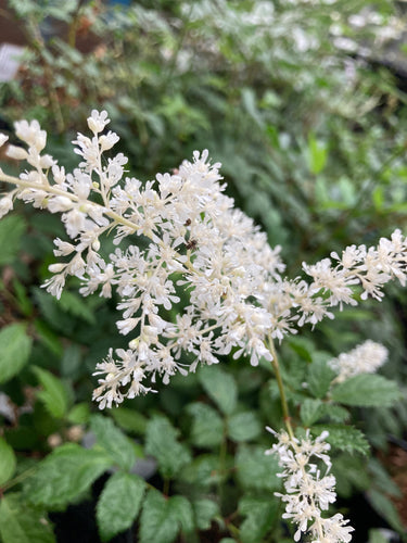 White False Goat's Beard (Astilbe) - 4 budding roots - Free delivery within the UK