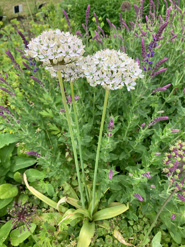 Ornamental Allium Black Garlic or Flat Leaved Onion 'Multibulbosom' (Allium nigrum) - 1, 2 or 3 bulbs - Free delivery within the UK