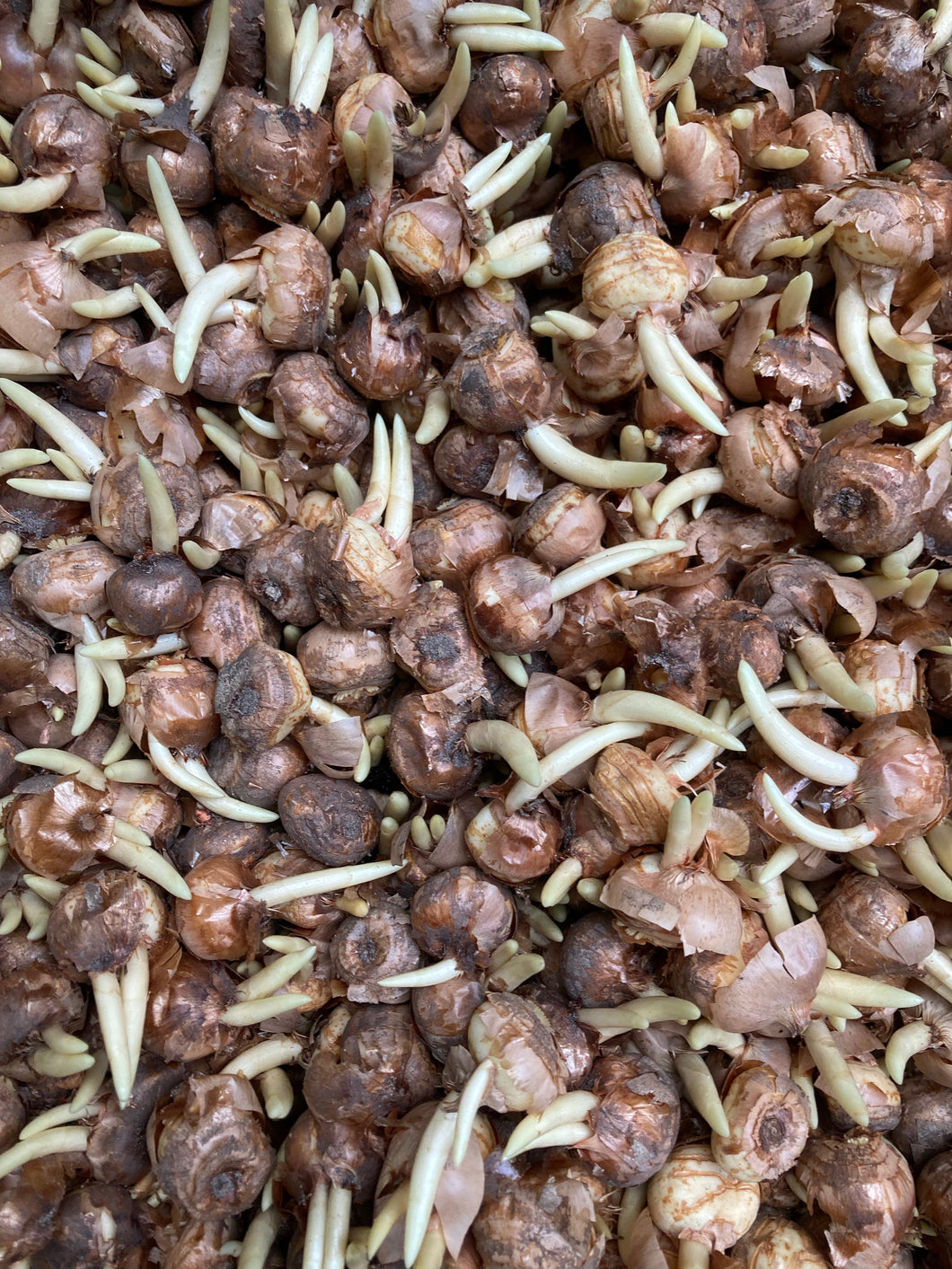 Pink Autumn Crocus or Crocus speciosum - 5, 10 or 15 bulbs - Free delivery within the UK