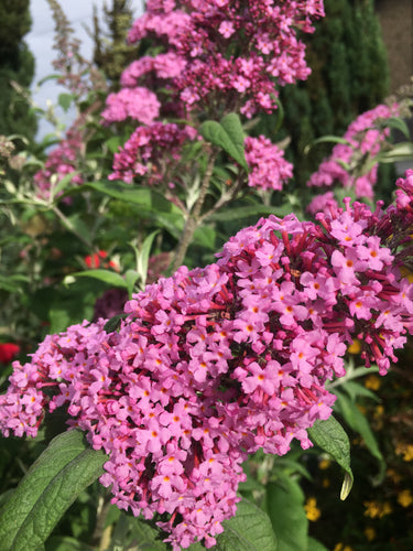 Buddleia 'Pink Delight' - 1, 2 or 3 plants in 9cm pots - Free delivery within the UK