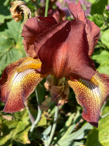 Yellow and bronze Bearded Iris (Iris germanica) - 1, 3 or 5 rhizomes - Free delivery within the UK