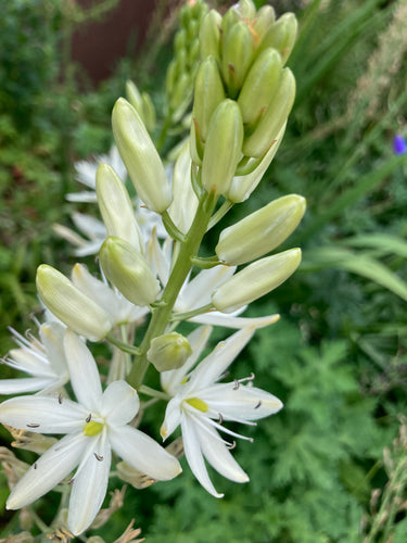 White Camassia - 1, 2 or 3 large bulbs - Free delivery within the UK