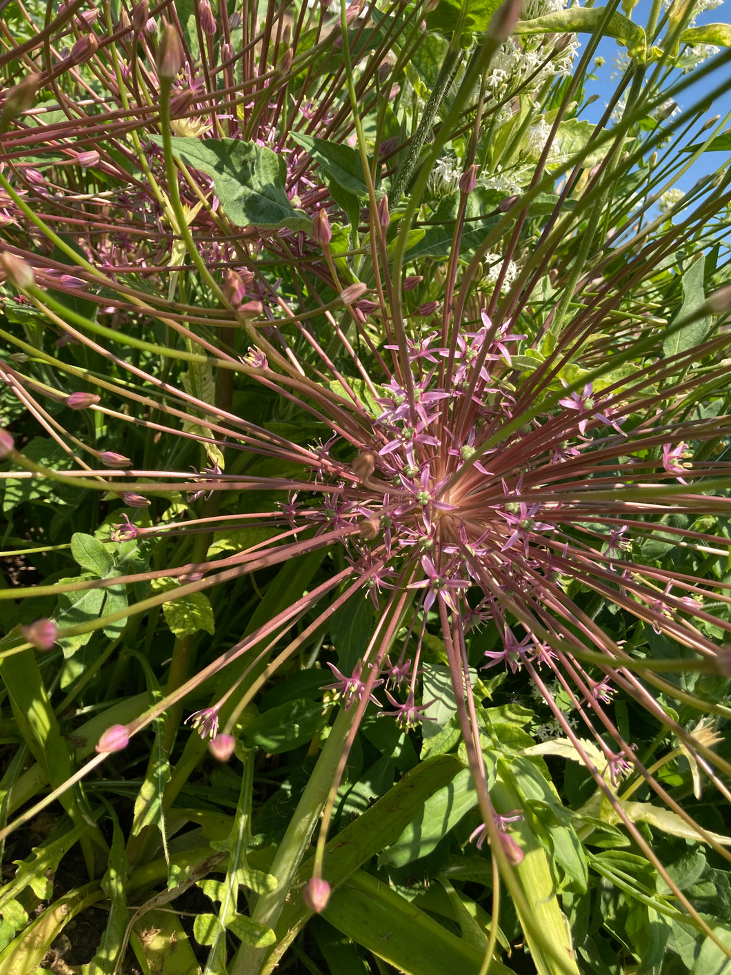 Ornamental Allium 'Schubertii' - 1, 2, 3 or 5 bulbs - Free delivery within the UK