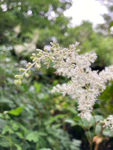 Mixed colours of False Goat's Beard (Astilbe) - 3, 6 or 9 budding roots - Free delivery within the UK