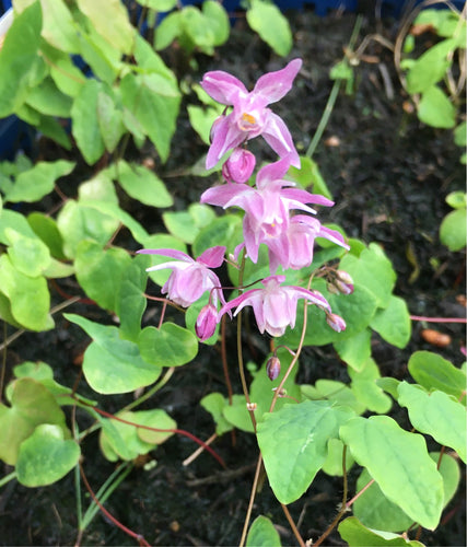 Dusky-Pink Barrenwort/Bishop's Mitre or Epimedium x youngianum 'Roseum' - 1, 2 or 3 bare root