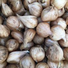 Load image into Gallery viewer, Dwarf Iris &#39;Katharine Hodgkin&#39; (Iris reticulata) 10 or 20 bulbs