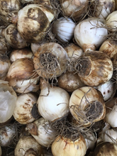 Load image into Gallery viewer, Daffodil mix of rockery types 10, 20 or 30 bulbs - Free delivery within the UK