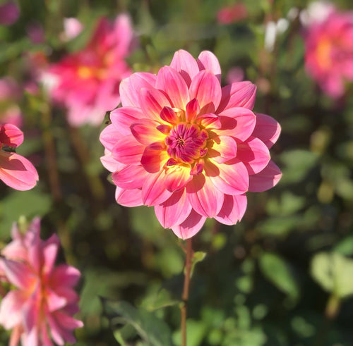 Dahlia 'Twiggy' waterlily flowered - 3 tubers - Free delivery within the UK