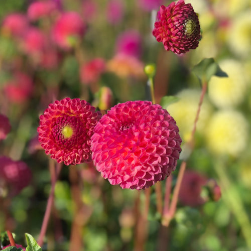 Dahlia pink 'Burlesca' pompon flowered - 2, 3 or 5 tubers - Free delivery within the UK