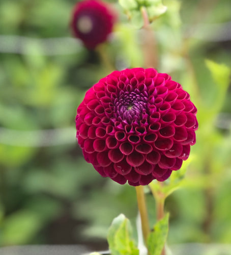 Dahlia red and purple 'Downham Royal' ball flowered - 2, 3 or 5 tubers - Free delivery within the UK