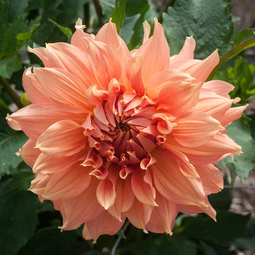 Dahlia orange 'Fairway Spur' giant flowered - 2, 3 or 5 tubers - Free delivery within the UK
