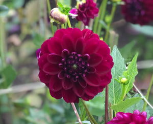 Dahlia red and purple 'Gipsy Night' ball flowered - 2, 3 or 5 tubers - Free delivery within the UK