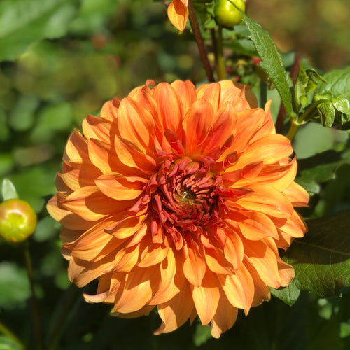 Dahlia orange 'Hercules' large flowered - 2, 3 or 5 tubers - Free delivery within the UK