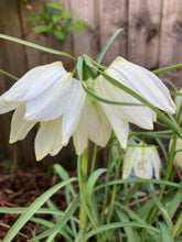 Load image into Gallery viewer, White Snake's Head Fritillary (Fritillaria meleagris alba) - 5 or 10 bulbs - Free delivery within the UK