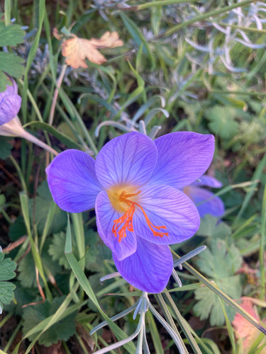 Crocus sativus or Saffron Crocus - 15, 25 or 50 bulbs - Free delivery within the UK