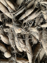 Load image into Gallery viewer, Dahlia pink &#39;Cornel&#39; ball flowered - 1, 2 or 3 tubers - Free delivery within the UK