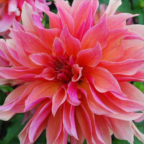 Dahlia pink and orange 'Labyrinth' large flowered - 2, 3 or 5 tubers - Free delivery within the UK