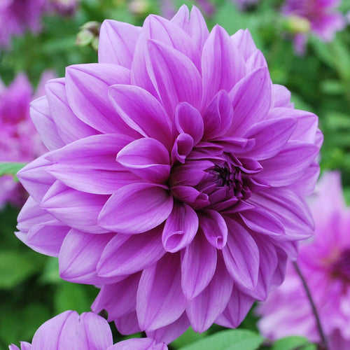 Dahlia purple 'Lilac Time' large flowered - 2, 3 or 5 tubers - Free delivery within the UK